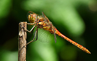 Moustached Darter (Male, Sympetrum vulgatum)